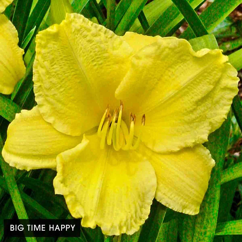 Daylilies on Sale