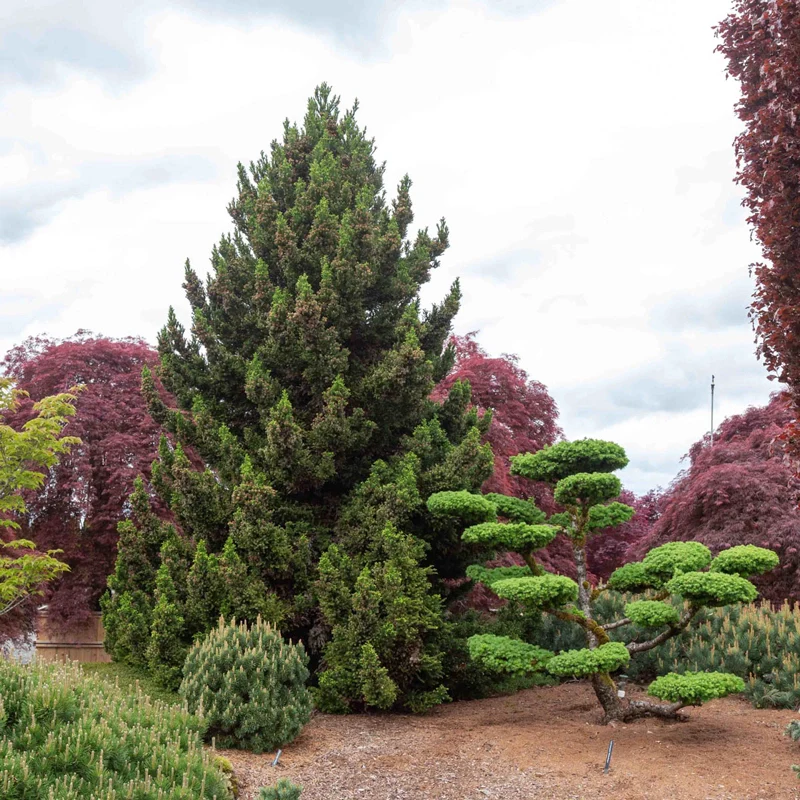 St. Patrick's Day Sale